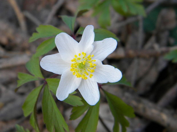 veternica hájna Anemone nemorosa L.