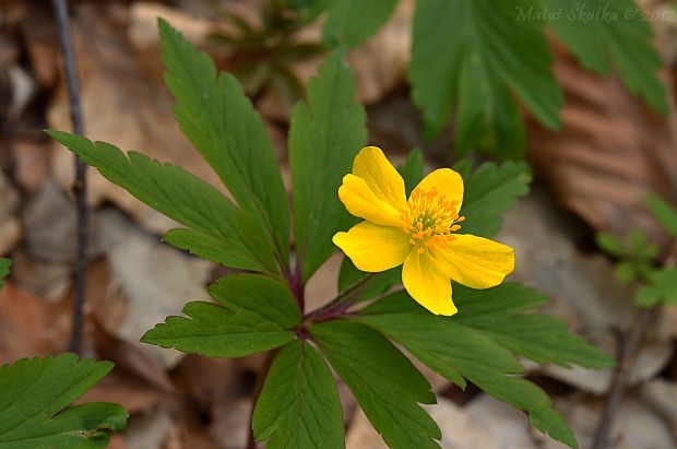 veternica iskerníkovitá Anemone ranunculoides L.