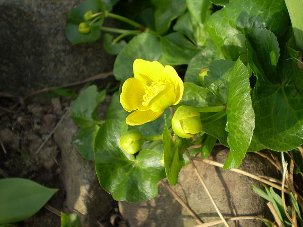 záružlie močiarne Caltha palustris L.