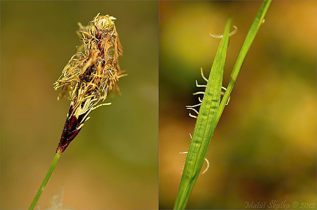 ostrica Carex sp.