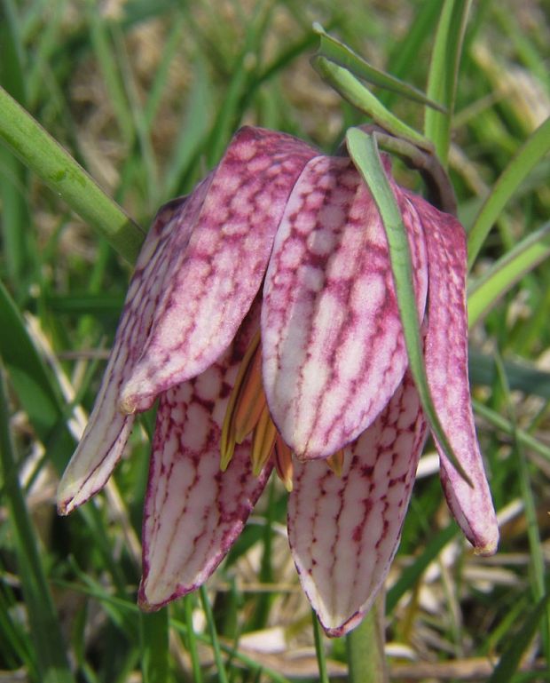 korunkovka strakatá Fritillaria meleagris L.