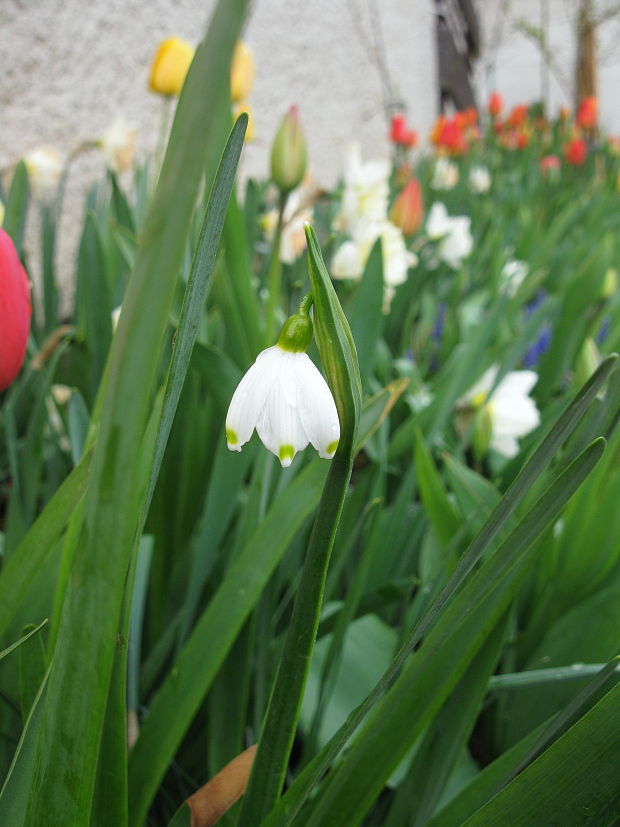 bleduľa letná Leucojum aestivum L.