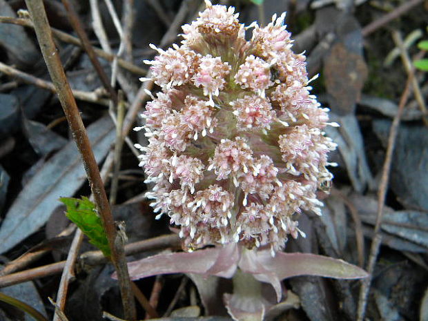 deväťsil lekársky Petasites hybridus (L.) P. Gaertn., B. Mey. et Scherb.