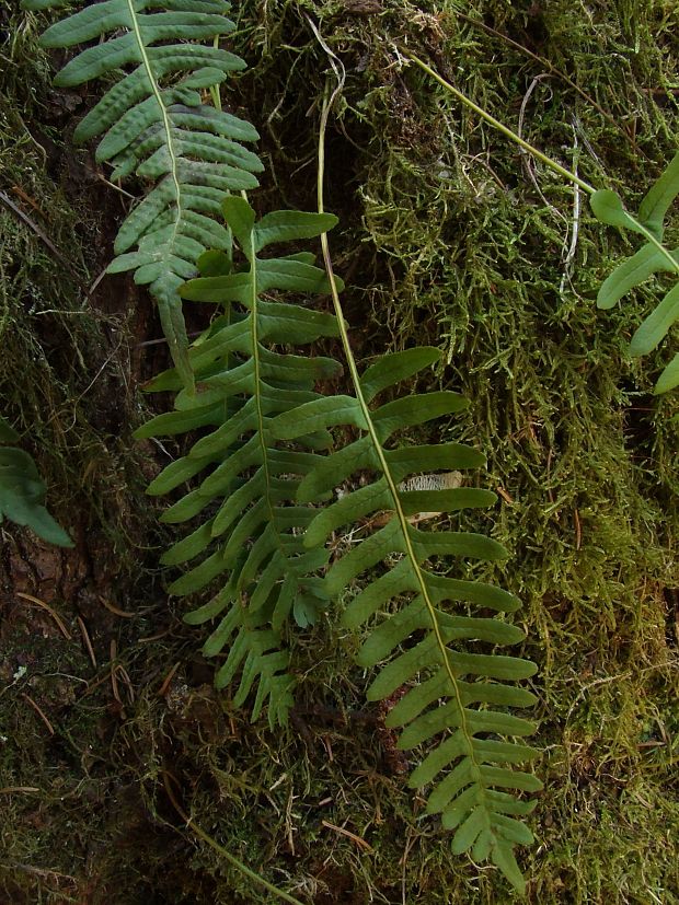 sladič obyčajný Polypodium vulgare L.