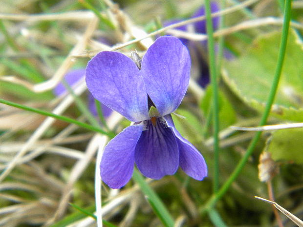 fialka Viola sp.