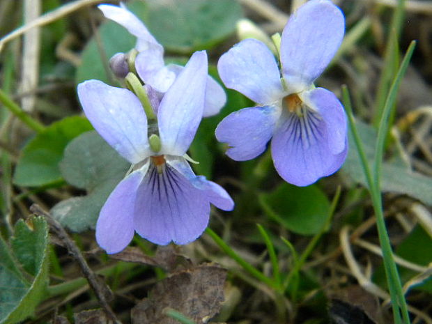 fialka Viola sp.