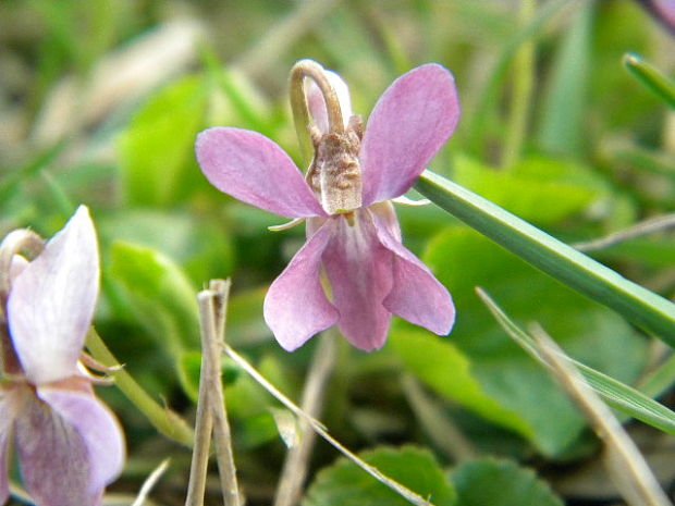 fialka Viola sp.