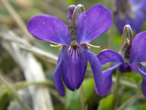 fialka Viola sp.