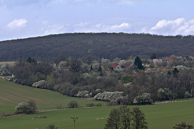 Radošovské vinohrady