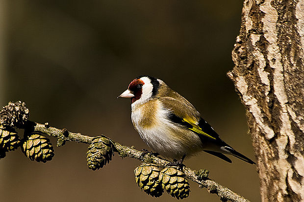 stehlík pestrý Carduelis carduelis