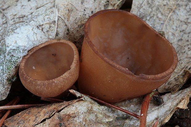 hľuznatka veternicová Dumontinia tuberosa (Bull.) L.M. Kohn