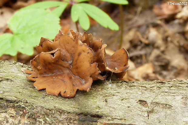 dutinovka otrubnatá Encoelia furfuracea (Roth) P. Karst.