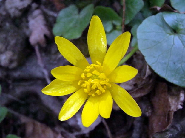 blyskáč záružľolistý Ficaria calthifolia Rchb.