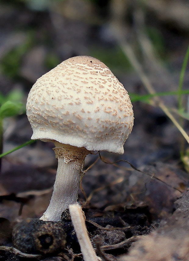 bedlica Leucoagaricus sp.