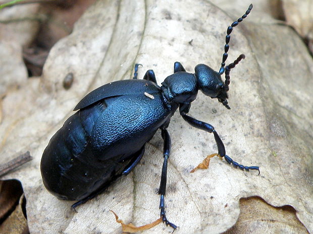 májka fialová  Meloe violaceus