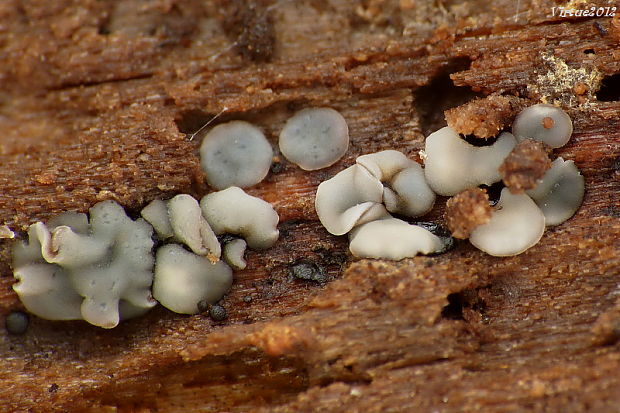 molízia Mollisia sp.