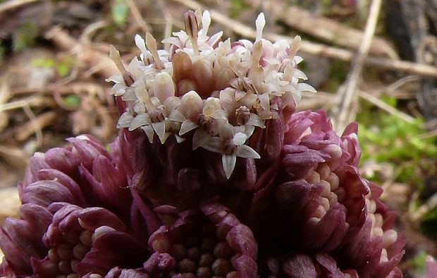 devětsil lékařský - deväťsil hybridný Petasites hybridus  (L.) P. Gaertn., B. Mey. et Scherb.