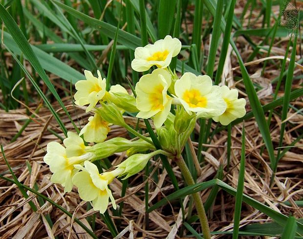 prvosienka vyššia Primula elatior (L.) L.