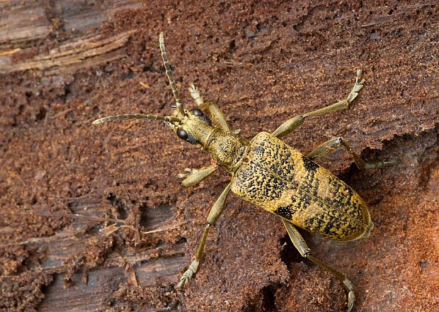 fuzáč Rhagium mordax