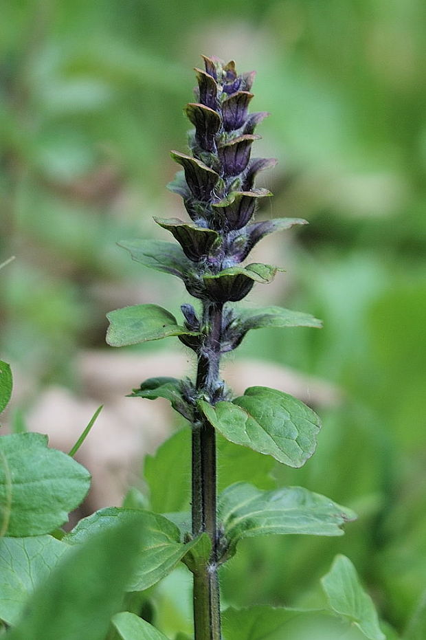 zbehovec ženevský Ajuga genevensis L.