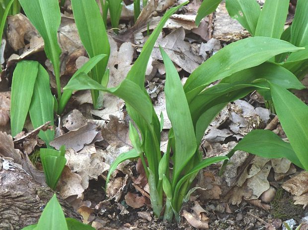 cesnak medvedí Allium ursinum L.