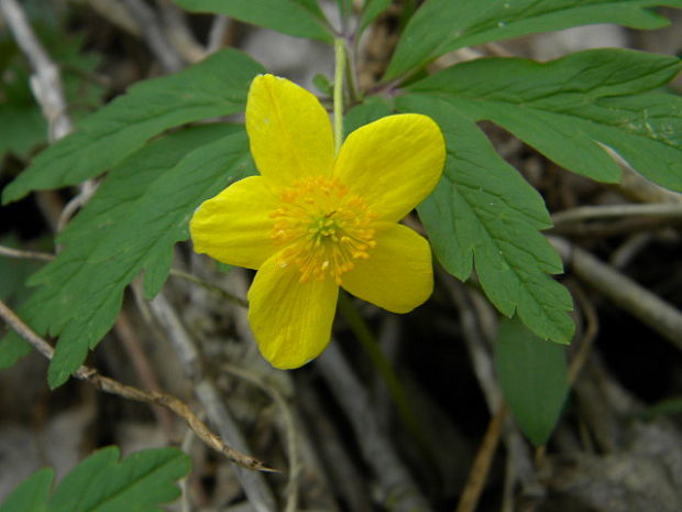 veternica iskerníkovitá Anemone ranunculoides L.