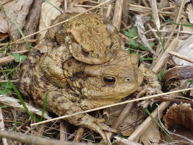 ropucha bradavičnatá Bufo bufo