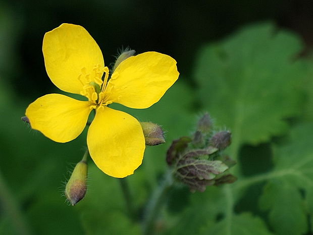 lastovičník väčší Chelidonium majus L.