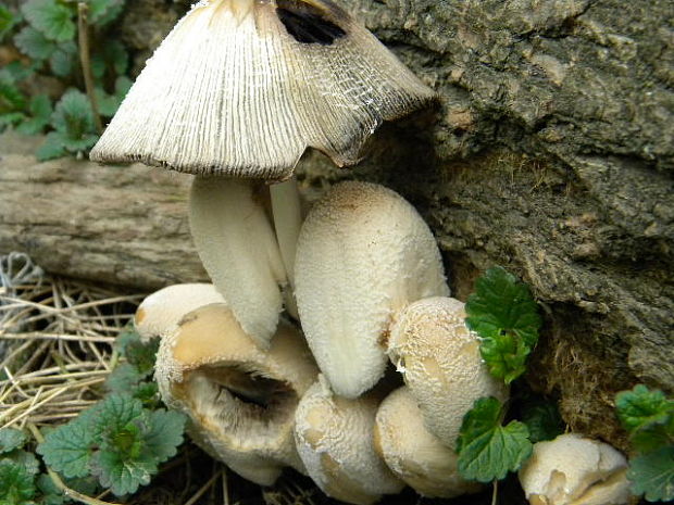 hnojník Coprinus sp.