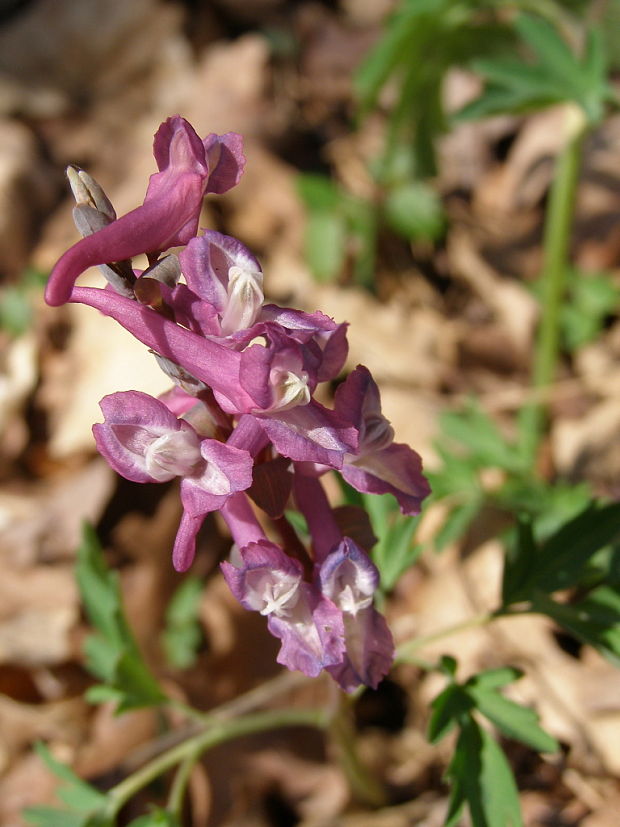 chocholačka dutá Corydalis cava (L.) Schweigg. et Körte