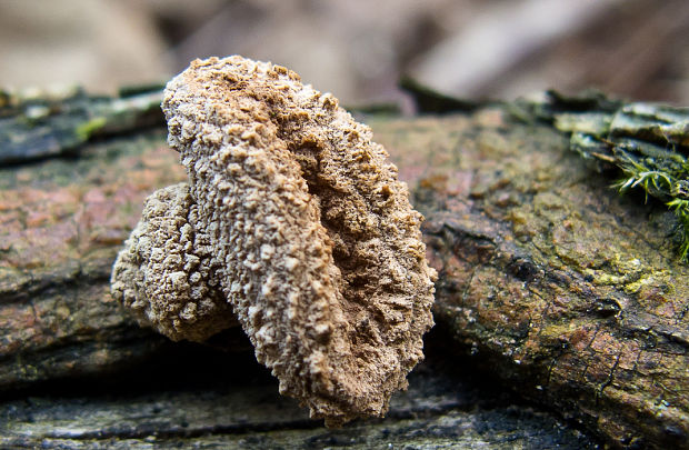 dutinovka otrubnatá Encoelia furfuracea (Roth) P. Karst.