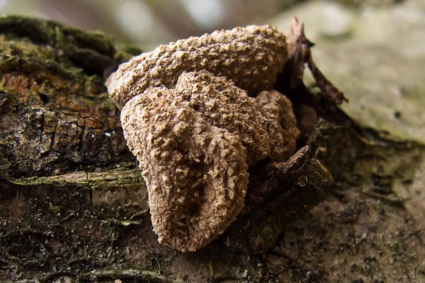 dutinovka otrubnatá Encoelia furfuracea (Roth) P. Karst.