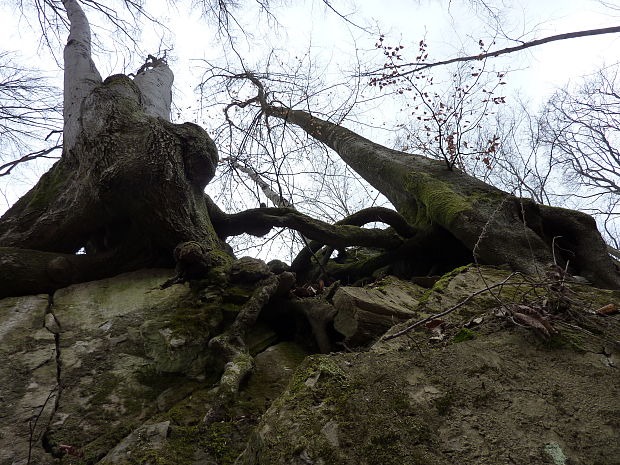 buk lesný Fagus sylvatica L.