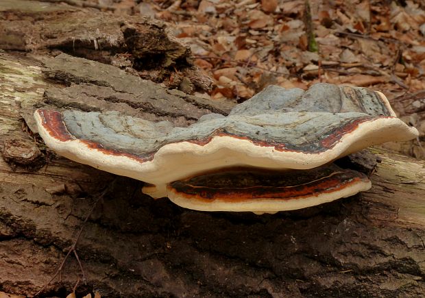 práchnovček pásikavý Fomitopsis pinicola (Sw.) P. Karst.