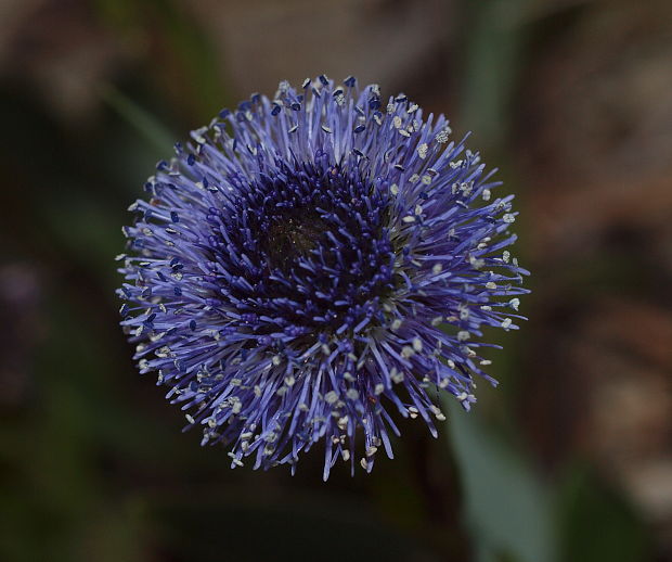 guľôčka bodkovaná Globularia punctata Lapeyr.