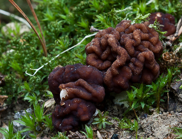 ušiak obyčajný Gyromitra esculenta (Pers.) Fr.