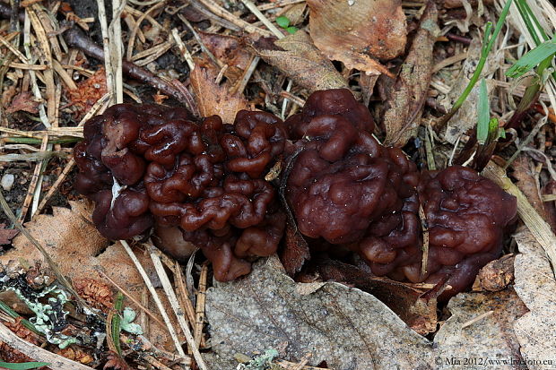 ušiak obyčajný Gyromitra esculenta (Pers.) Fr.