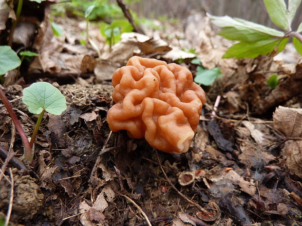 ušiak obrovský Gyromitra gigas (Krombh.) Cooke