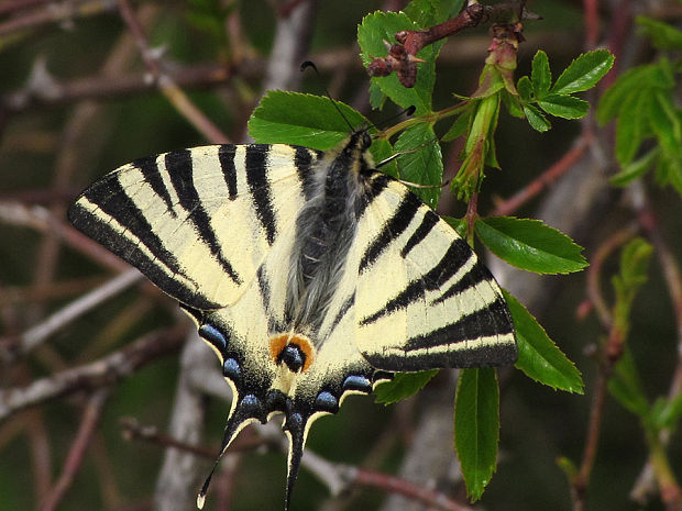 vidlochvost ovocný Iphiclides podalirius