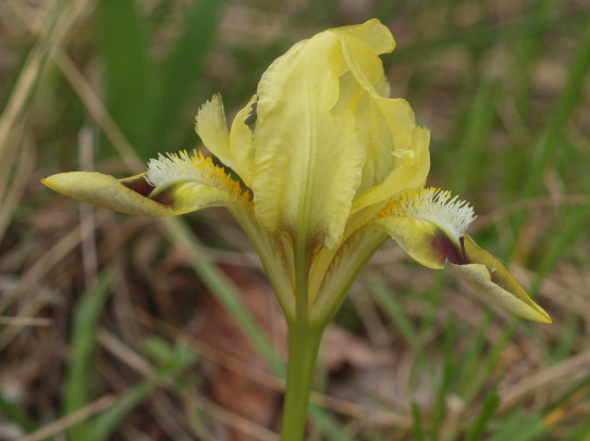 kosatec nízky Iris pumila L.