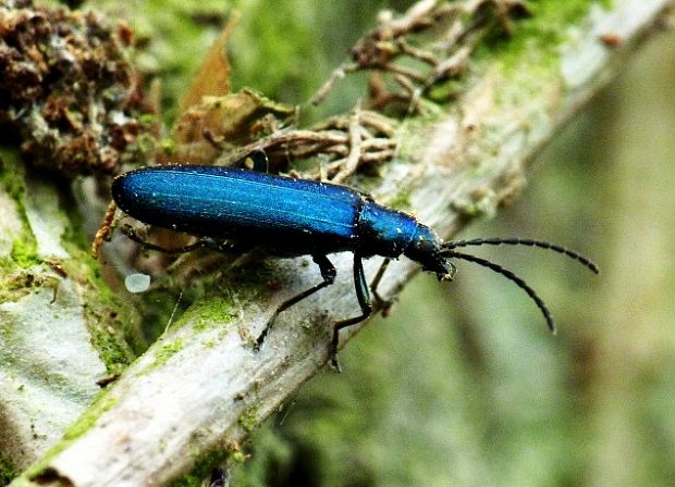 stehenáč Ischnomera cyanea