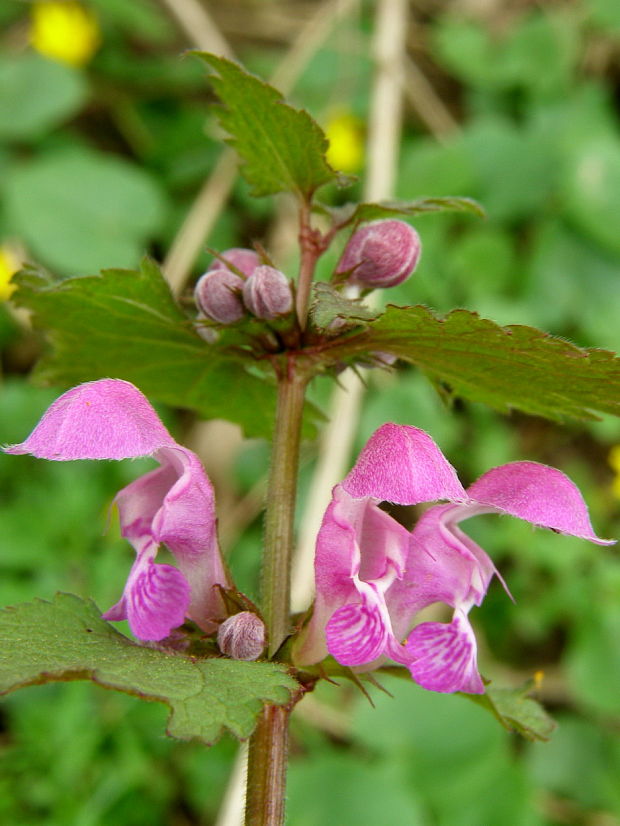 hluchavka škvrnitá Lamium maculatum L.