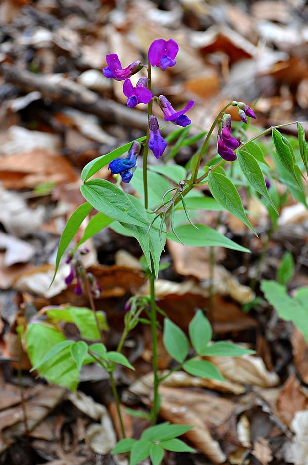 hrachor jarný Lathyrus vernus (L.) Bernh.