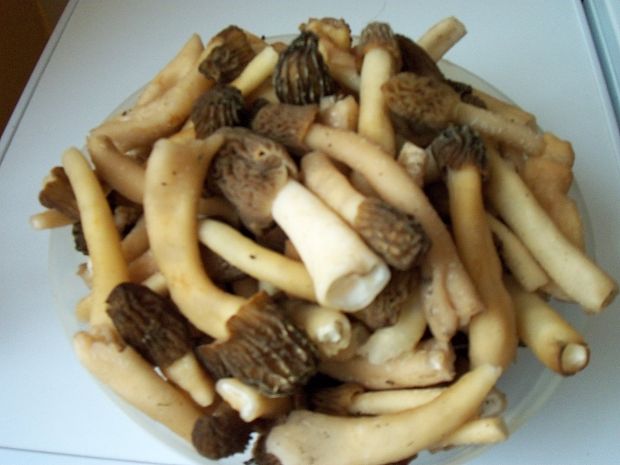 smrčok jedlý Morchella esculenta (L.) Pers.