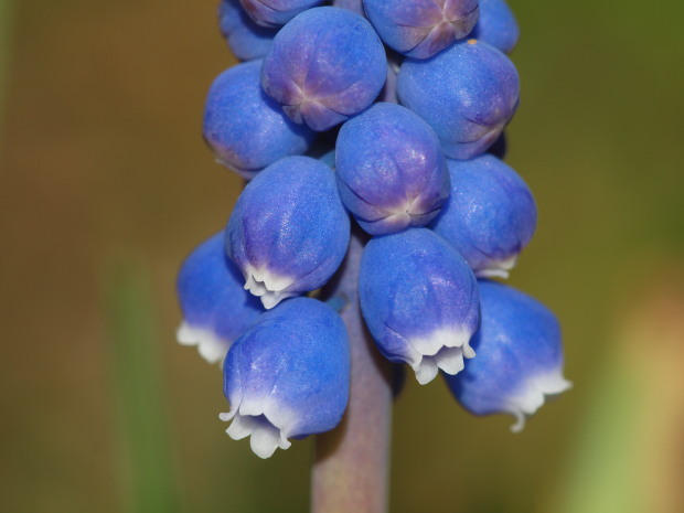 modrica strapcovitá Muscari atlanticum Boiss. et Reut.