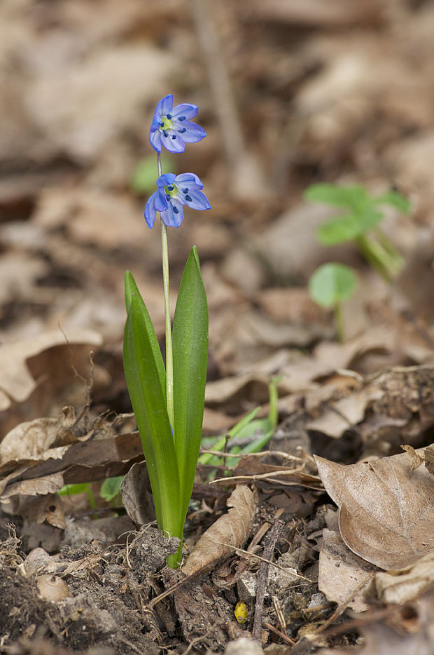 scilovka sibírska Othocallis siberica cf. (Haw.) Speta