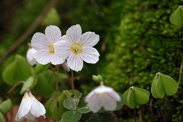 kyslička obyčajná  Oxalis acetosella L.