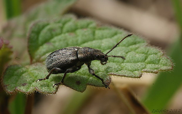 Phyllobius pyri