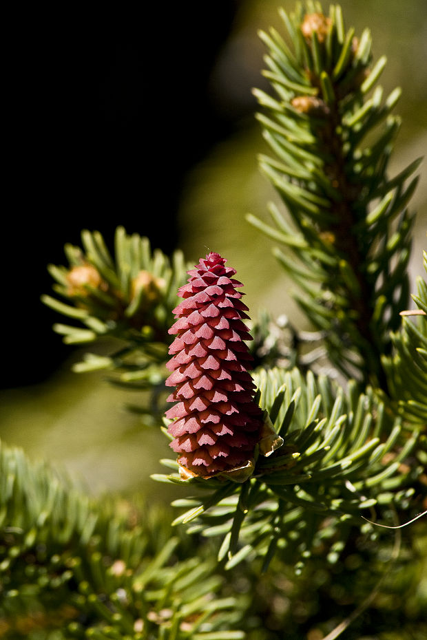 smrek obyčajný Picea abies (L.) H. Karst.