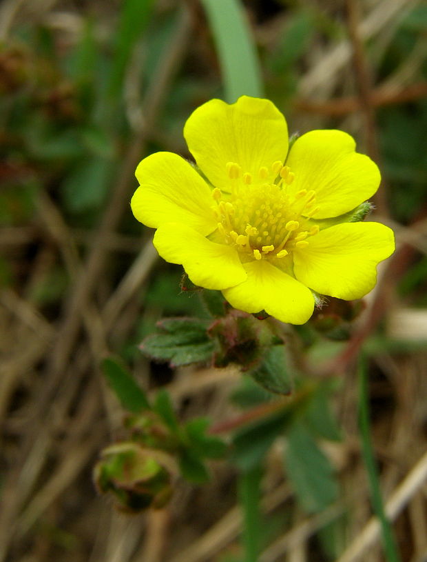 nátržník piesočný Potentilla arenaria Borkh.